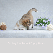 Finding Your Perfect Puppy Match
