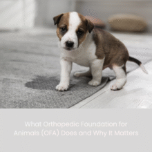 What Orthopedic Foundation for Animals (OFA) Does and Why It Matters