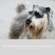 🧬 Why Health Testing Matters in Dog Breeding