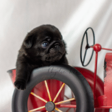 Mystic River Pugs