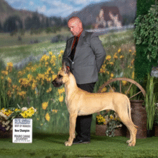 Keltic Great Danes