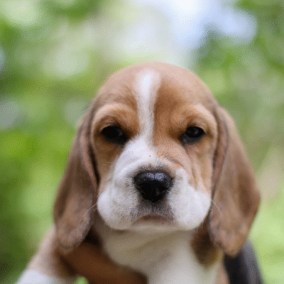 Rosabel Beagles