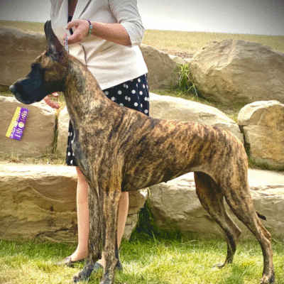 Keltic Great Danes