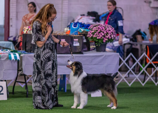 Luxlight Australian Shepherds – NB, Canada