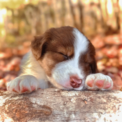 Luxlight Australian Shepherds – NB, Canada