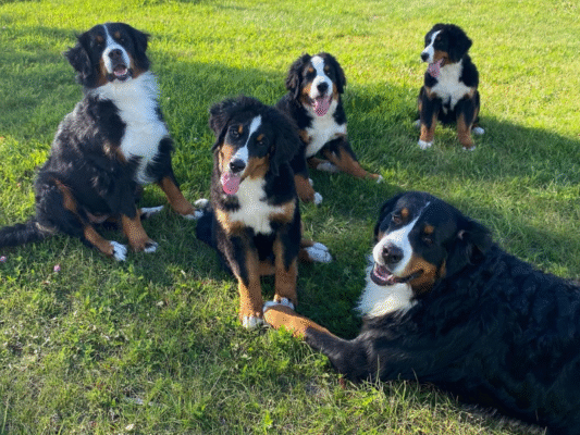 MonDia Meadows | CKC Registered Bernese Mountain Dogs