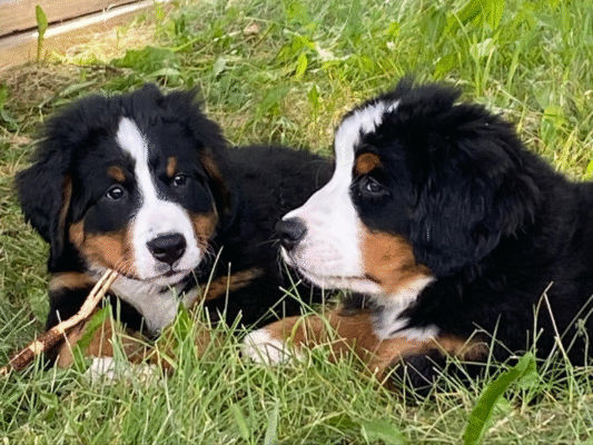 MonDia Meadows | CKC Registered Bernese Mountain Dogs
