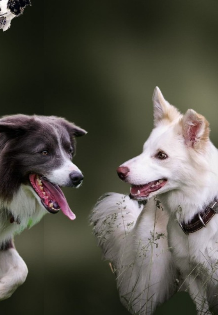 Responsible Breeders of Canada