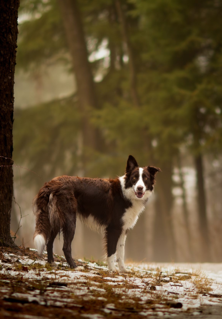 Responsible Breeders of Canada