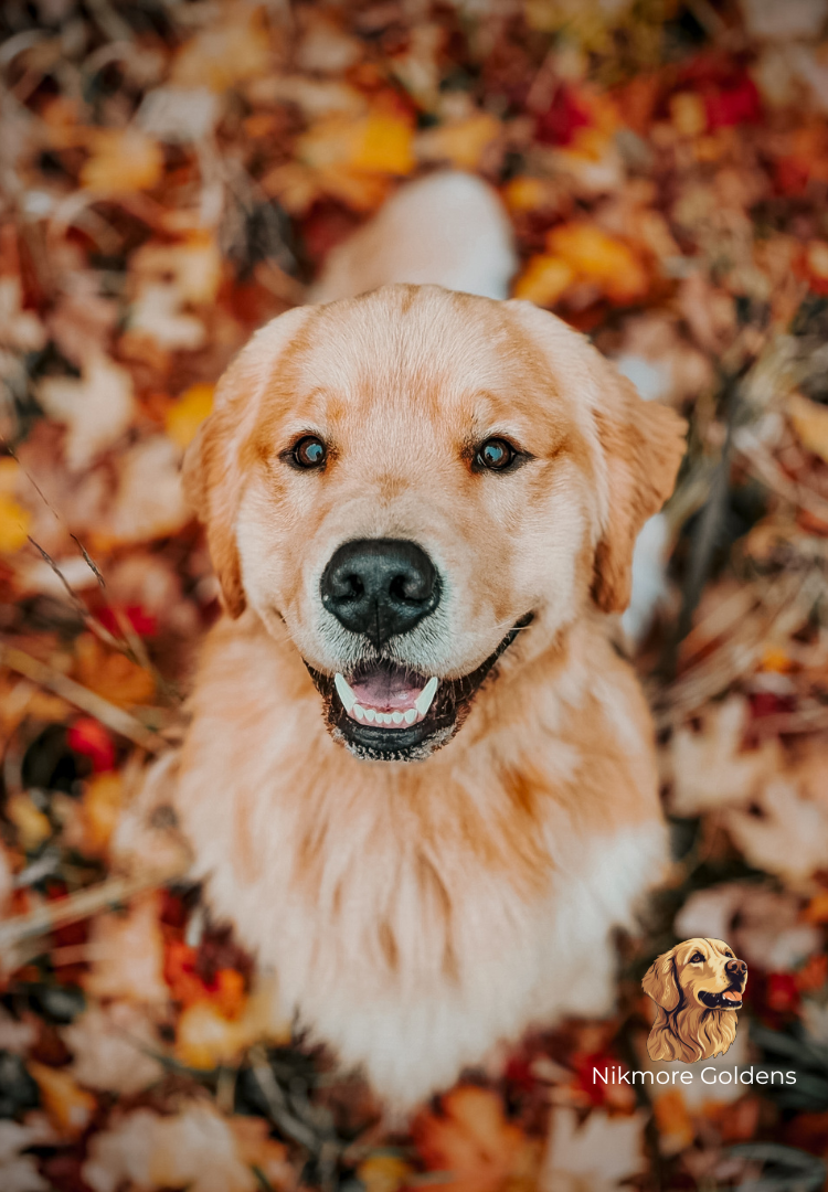 Nikmore Golden Retrievers