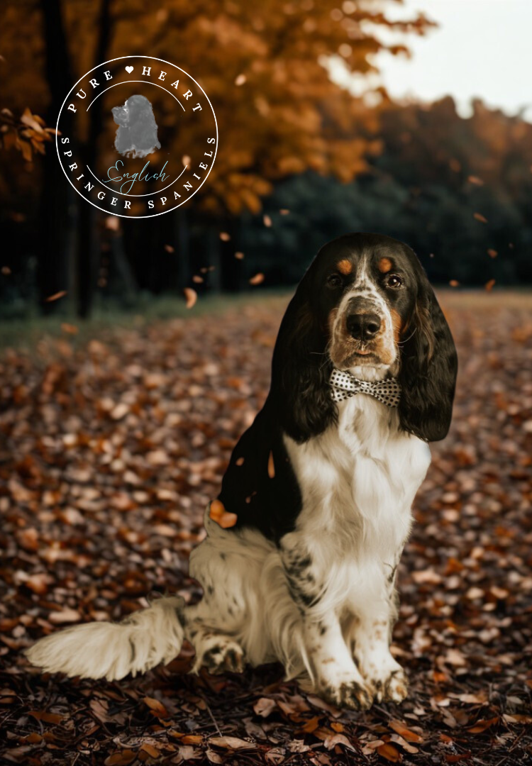 Pure Heart English Springer Spaniels