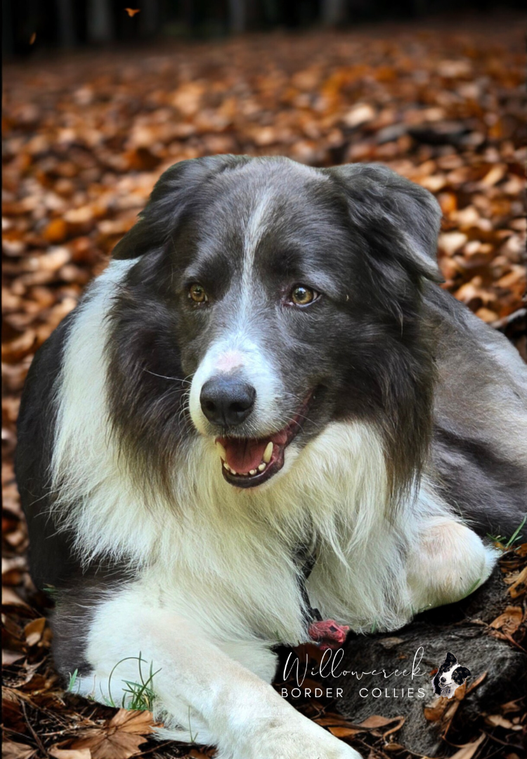 Willowcreek Border Collies