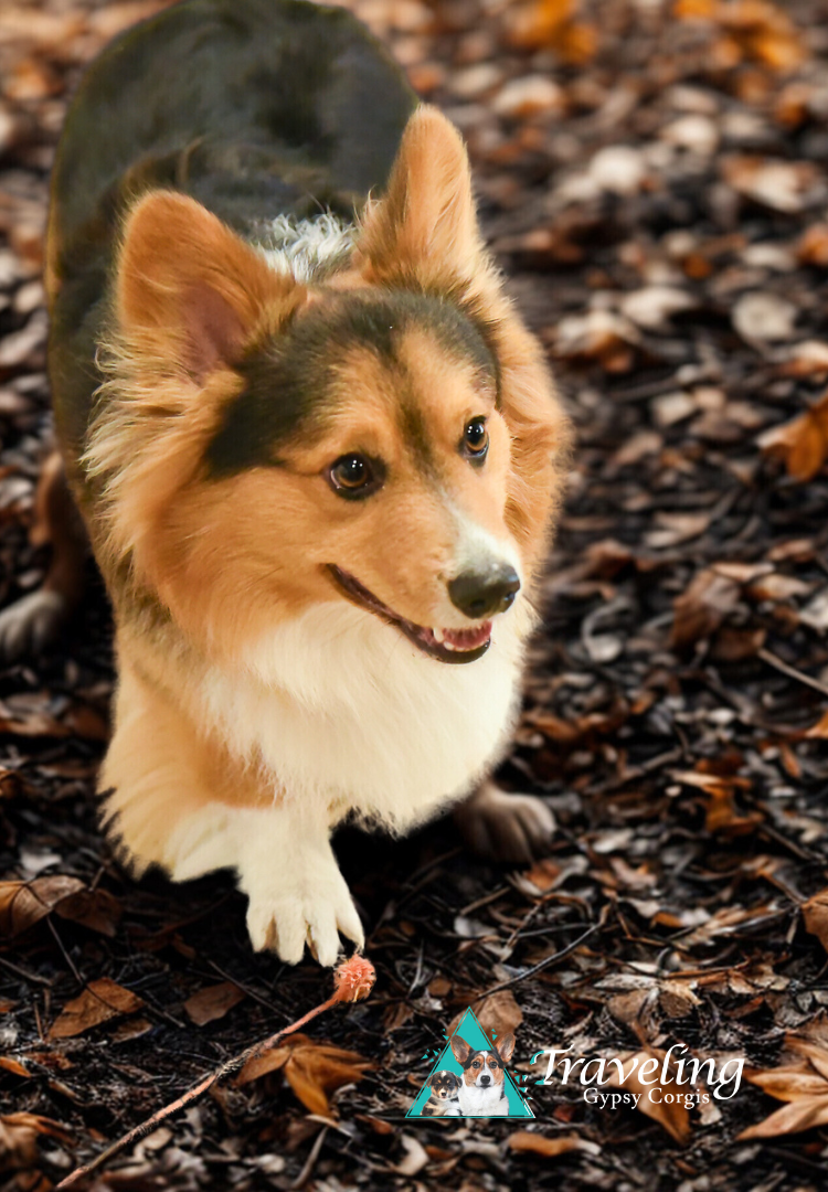 Traveling Gypsy Corgis