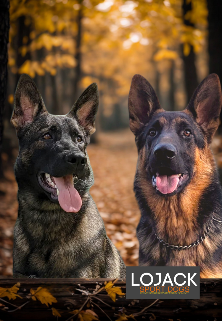 Lojack German Shepherds