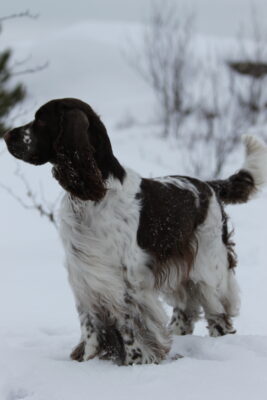 Bounce English Springer Spaniels