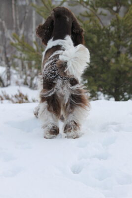 Bounce English Springer Spaniels