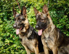 Clarknberg German Shepherds