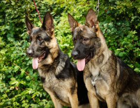 Clarknberg German Shepherds