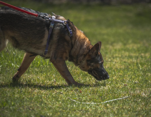 Clarknberg German Shepherds