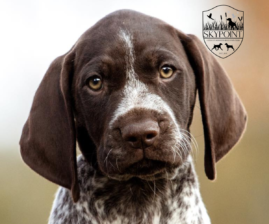 SKYPOINT GERMAN SHORTHAIRED POINTERS