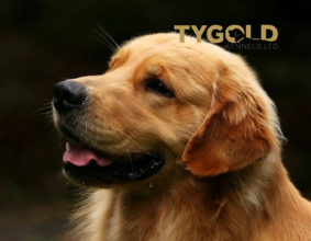 Tygold | Golden Retrievers