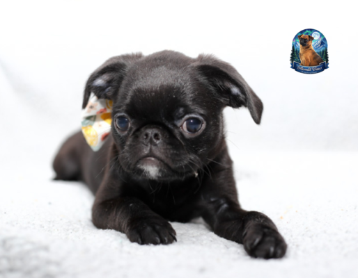 Moonlitview Griffons