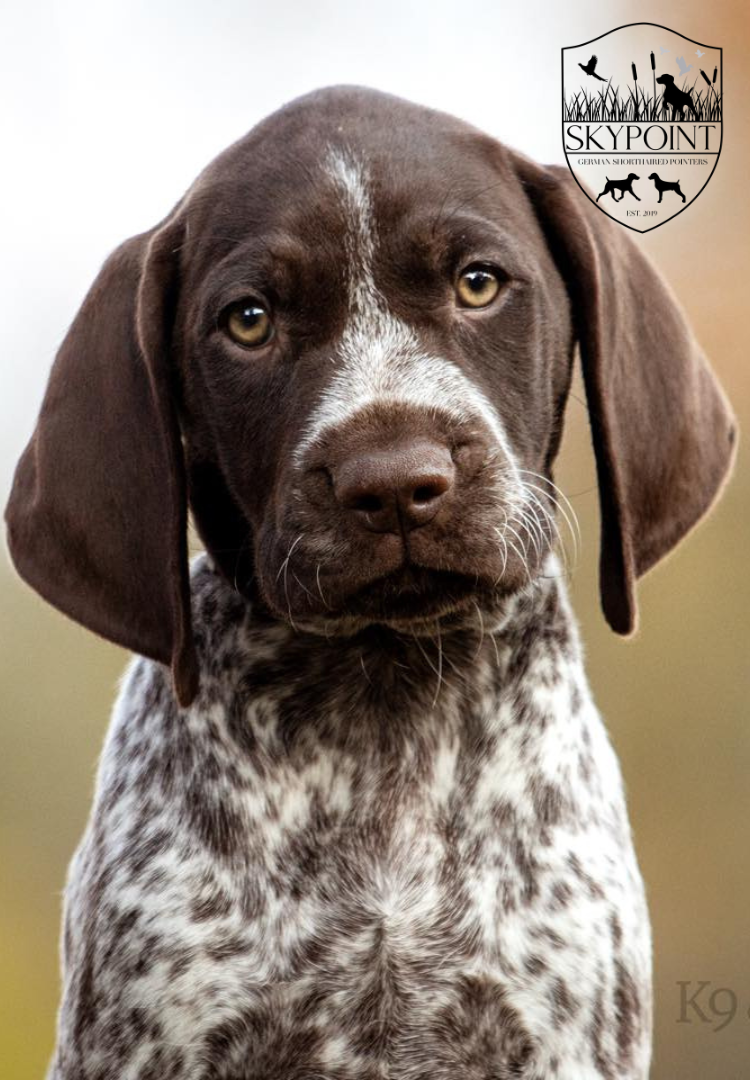 SKYPOINT GERMAN SHORTHAIRED POINTERS SKYPOINT GERMAN SHORTHAIRED POINTERS