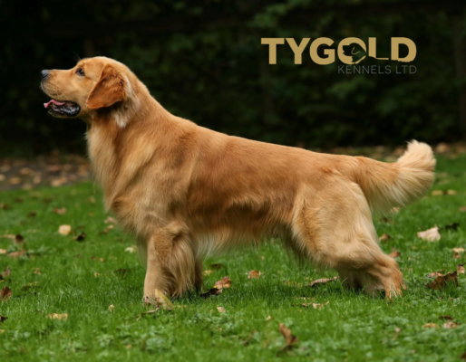 Tygold | Golden Retrievers