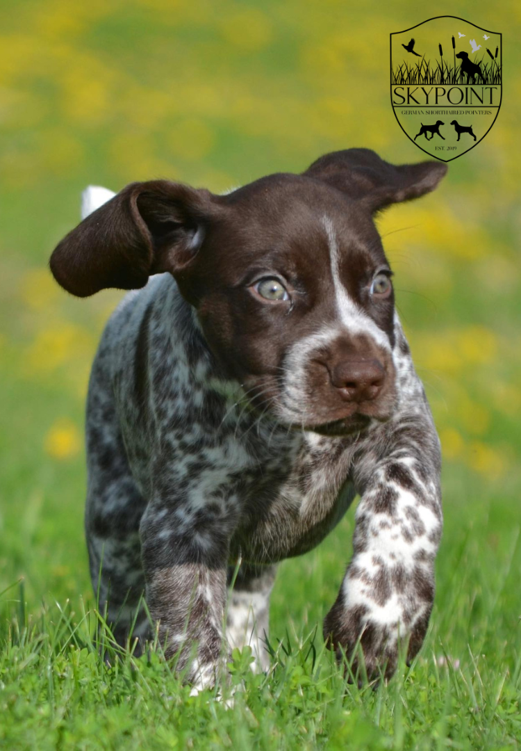 SKYPOINT GERMAN SHORTHAIRED POINTERS SKYPOINT GERMAN SHORTHAIRED POINTERS