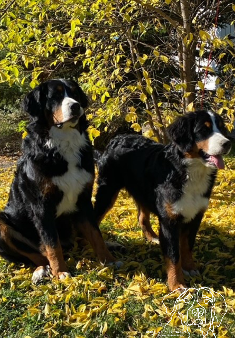 Responsible Bernese Mountain Dog Breeder
