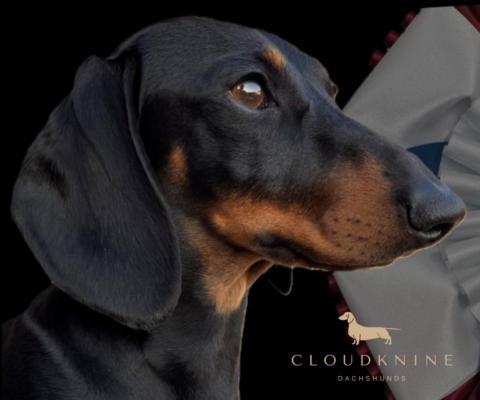 CLOUDKNINE Dachshunds | CKC Registered