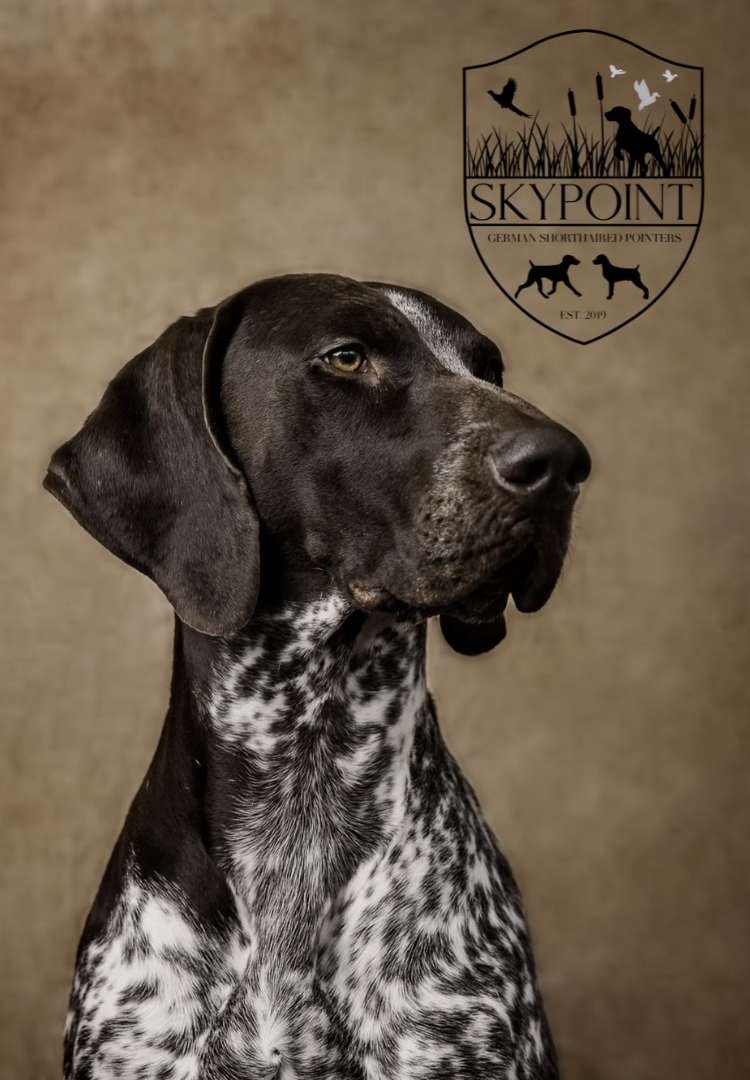 Find a responsible dog breeder in Canada