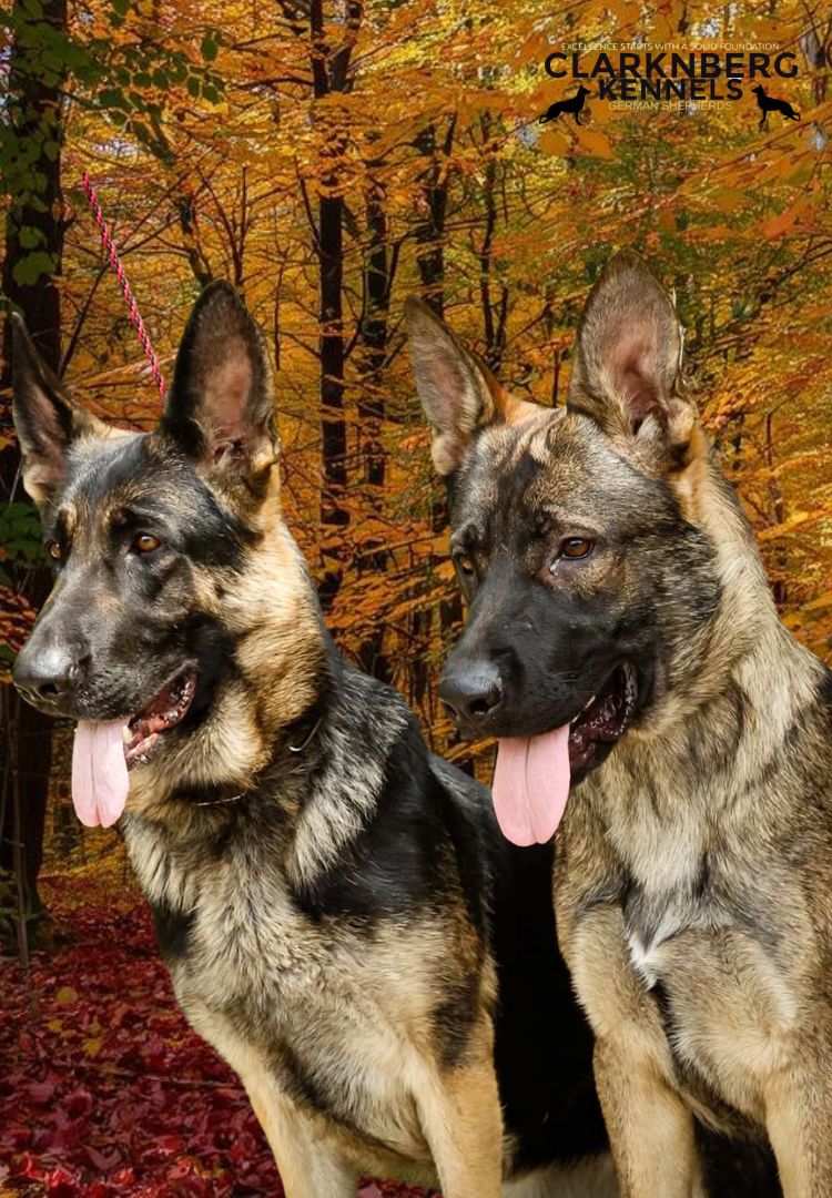 Responsible German Shepherd Breeders in Canada