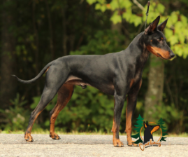 Curlious Reg’d Manchester Terriers