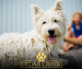 Cedarcreek West Highland Terriers