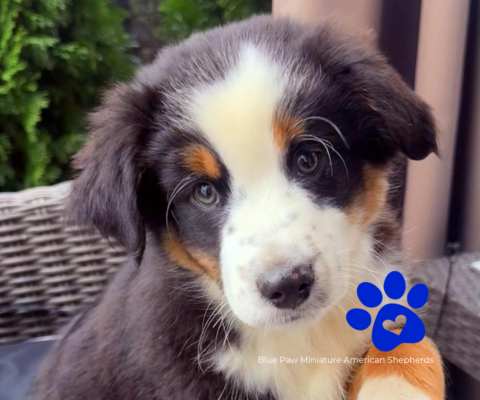 Blue Paw Miniature American Shepherds