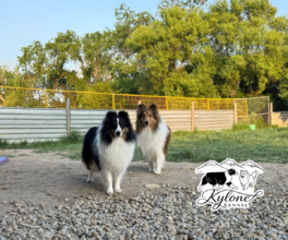 Kylone Kennels — Champion, Alberta, Canada