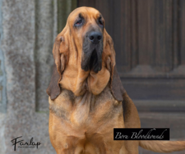 Boru Bloodhounds