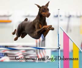 Gatehouse Dobermans — Ontario, Canada