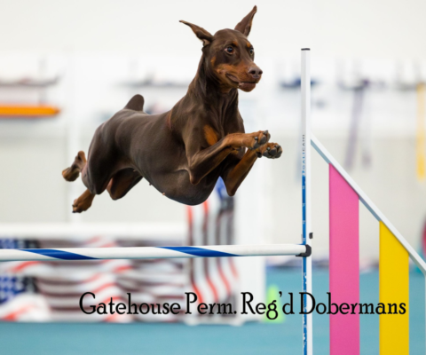 Gatehouse Dobermans — Ontario, Canada