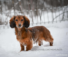 Vastaya Dachshunds