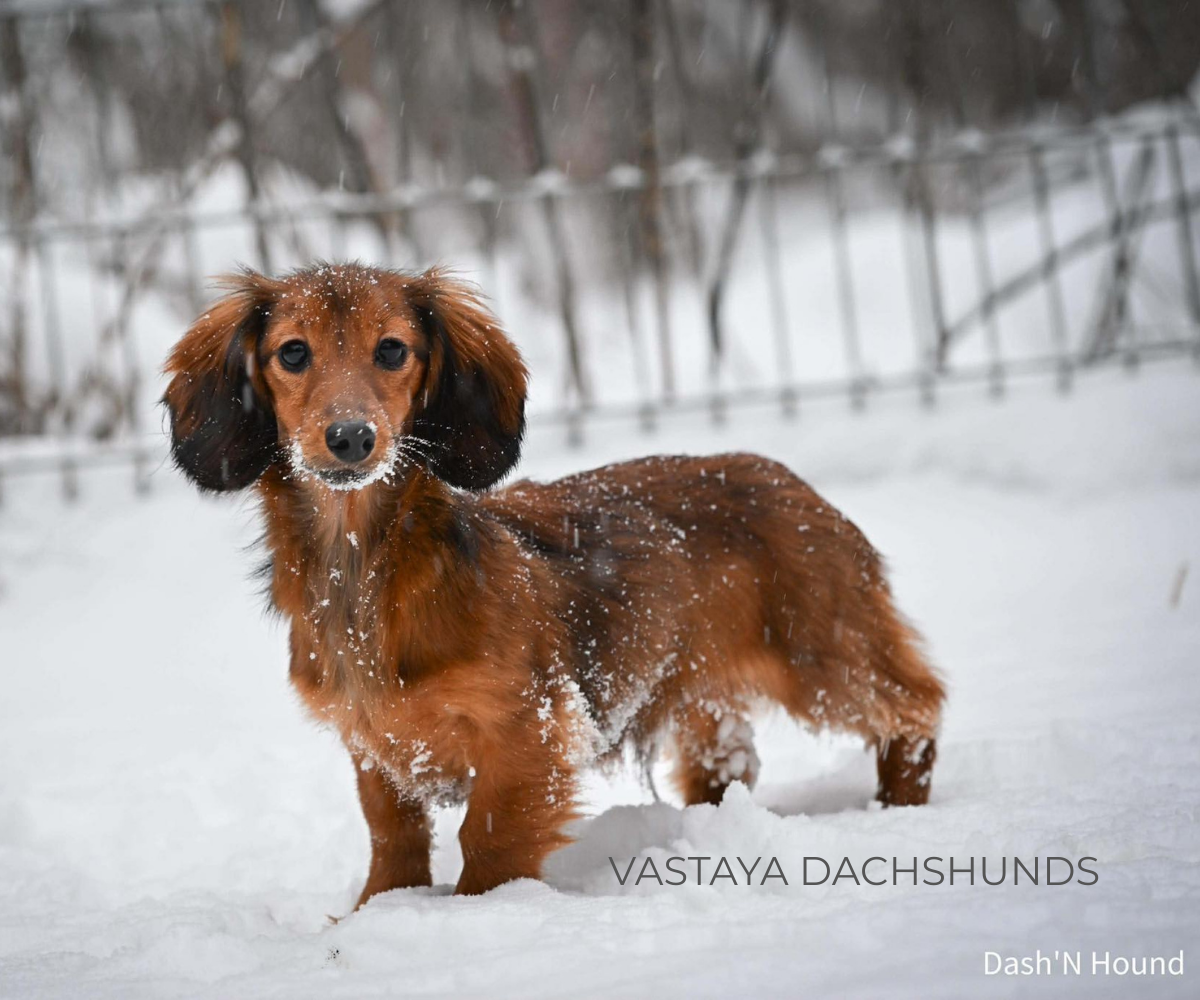 Vastaya Dachshunds