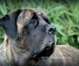 Bendegeit Mastiffs — Alberta, Canada