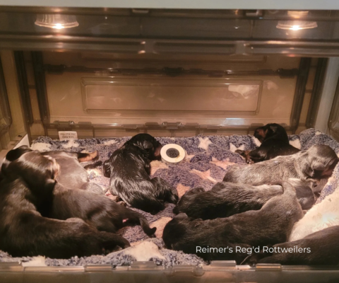 Reimer’s Reg’d Rottweilers – Von ReimersWray