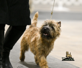 Tarahill Cairn Terriers