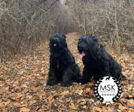 Midnight Solo Black Russian Terriers