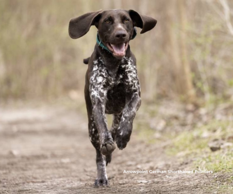 Arrowpoint German Shorthaired Pointers — Amherstburg, Ontario