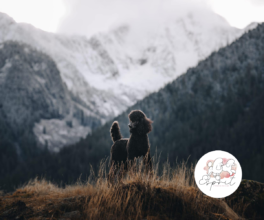 sprit Standard Poodles — Saskatoon, Saskatchewan, Canada