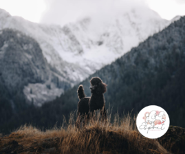 sprit Standard Poodles — Saskatoon, Saskatchewan, Canada