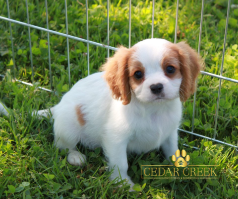 Cedarcreek Kennels – Cavalier King Charles Spaniels